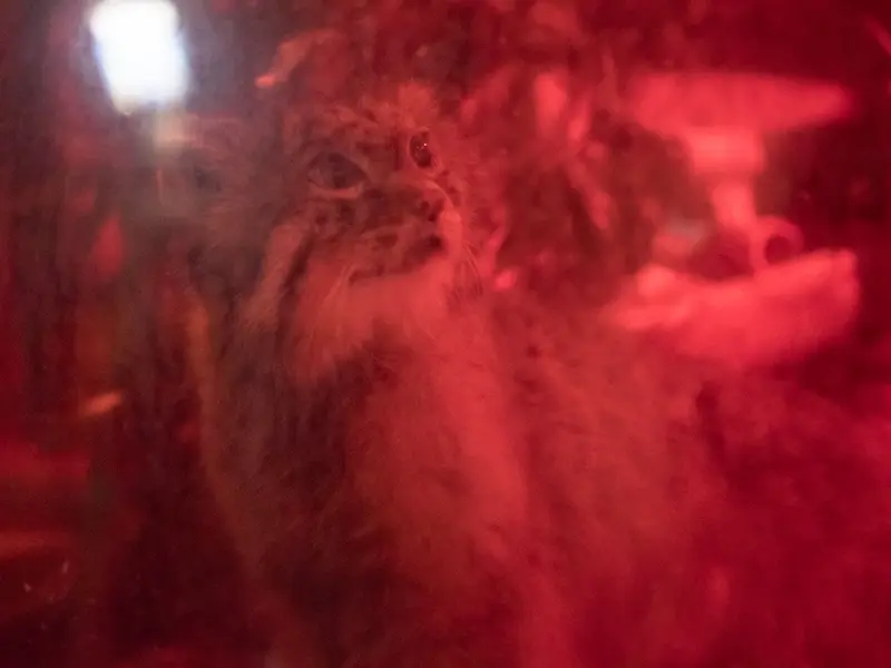 恩賜上野動物園のナイマの写真