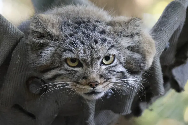 ノヴォシビルスク動物園のマヌルネコの写真