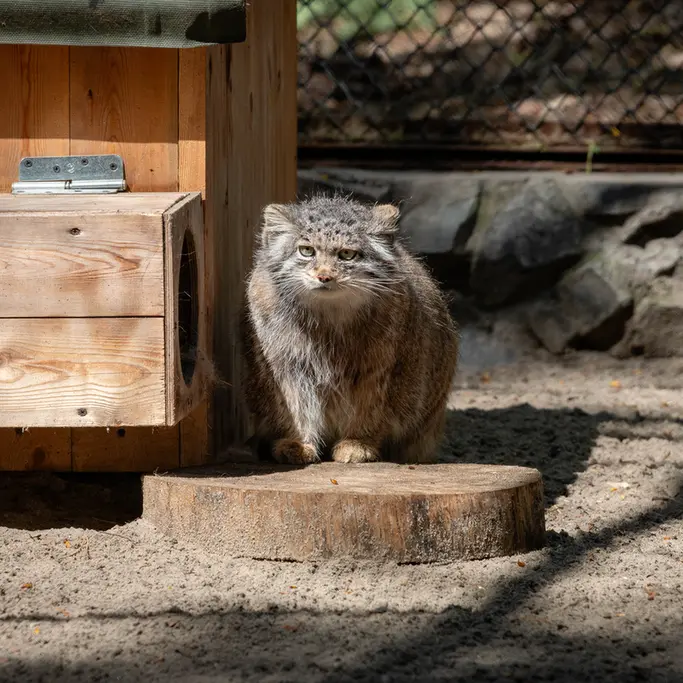 ノヴォシビルスク動物園のミアの写真