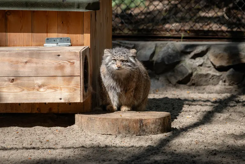 ノヴォシビルスク動物園のミアの写真