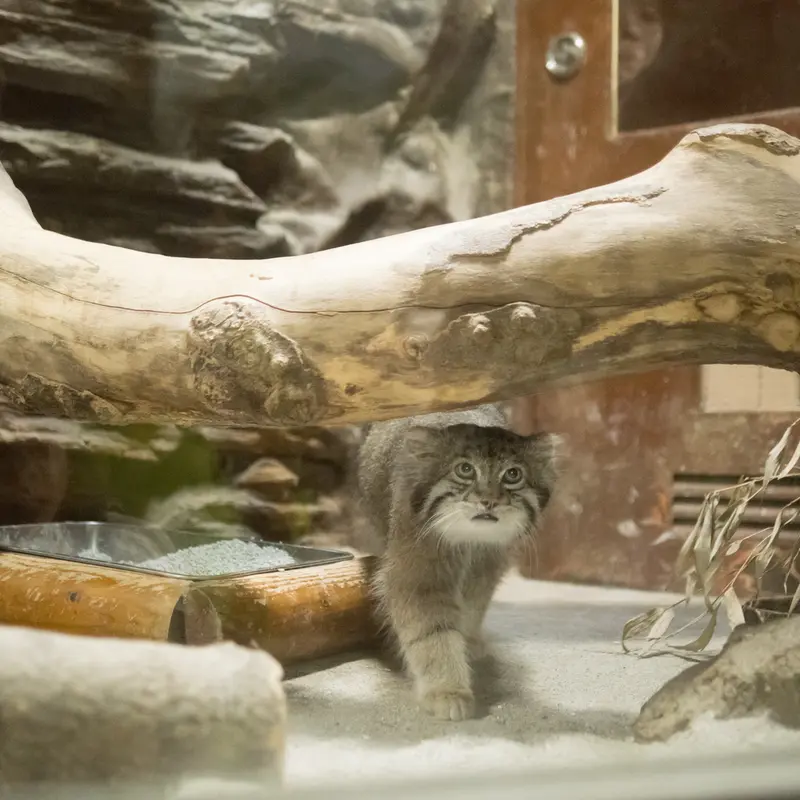 恩賜上野動物園のクリョンの写真