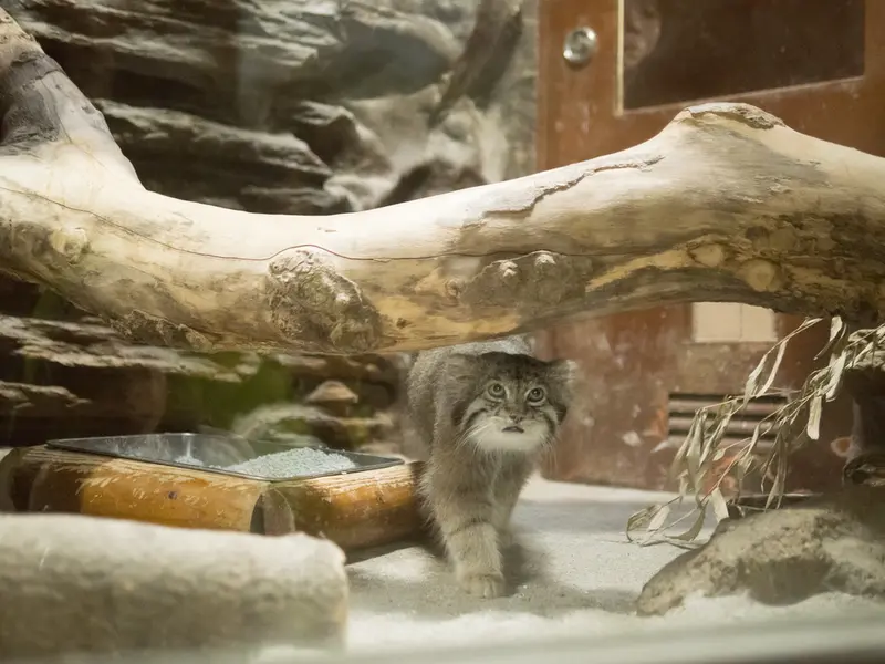 恩賜上野動物園のクリョンの写真
