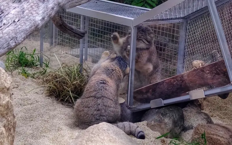 マヌルネコの写真