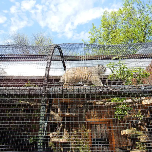 レニングラード動物園のシューの写真