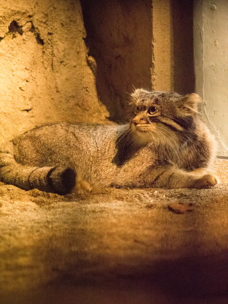 野毛山動物園のフィーガの写真