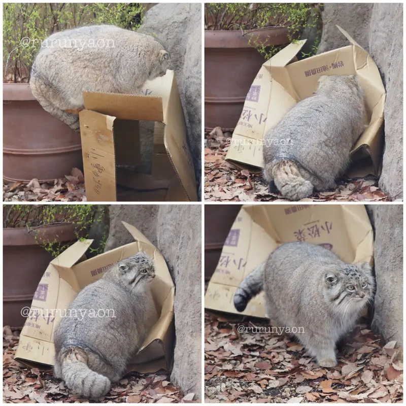 埼玉県こども動物自然公園のオリーヴァの写真
