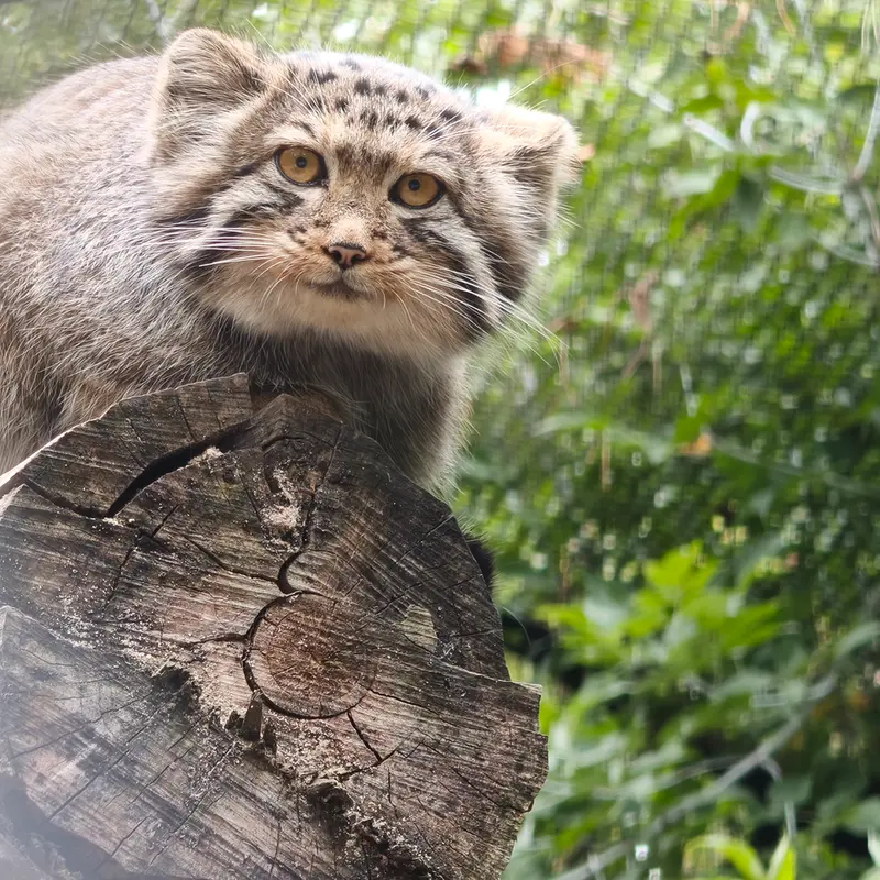 ノヴォシビルスク動物園のイヴの子（2026年生まれ）Ⅰの写真