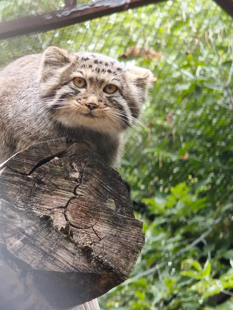 ノヴォシビルスク動物園のマヌルネコの写真