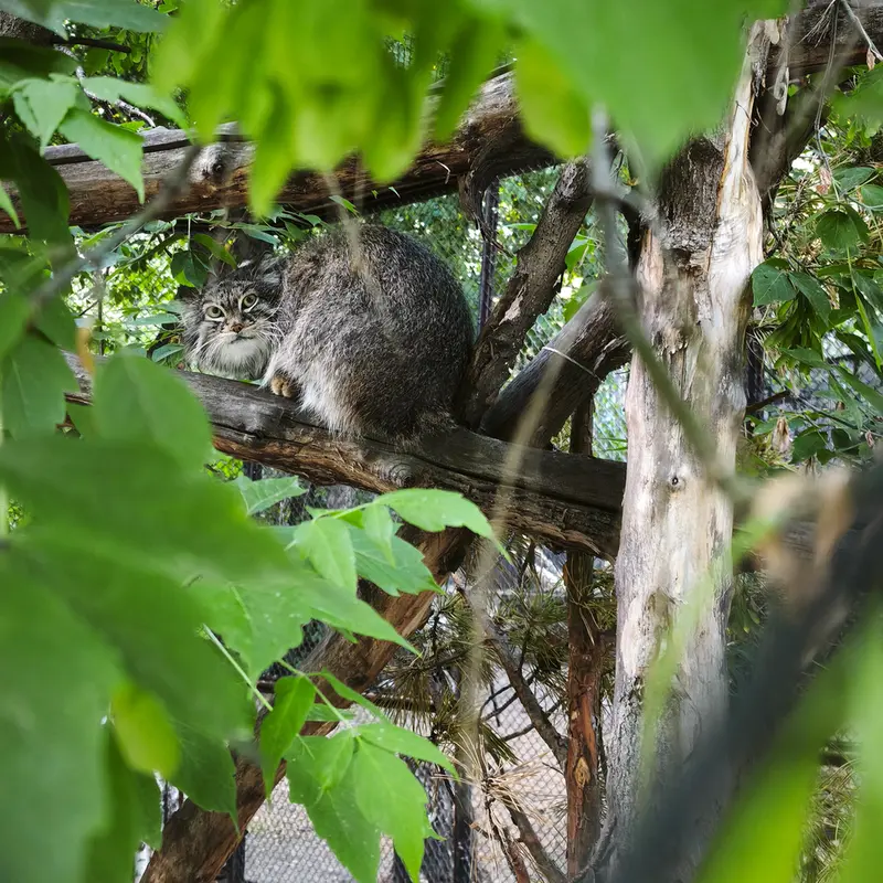 ノヴォシビルスク動物園のスネジンカの写真