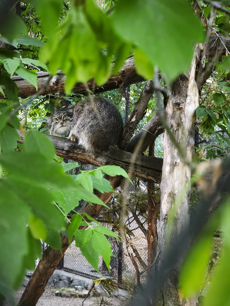 ノヴォシビルスク動物園のスネジンカの写真