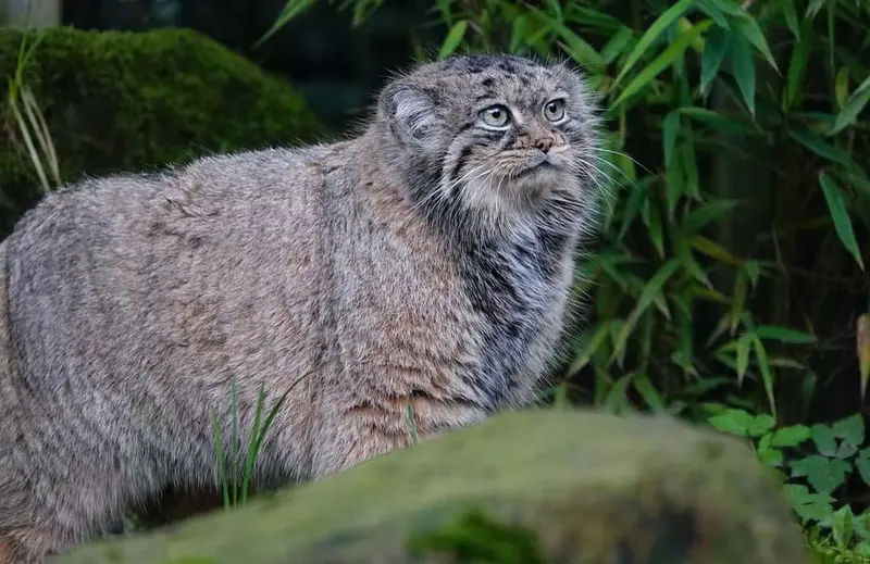 ロッテルダム動物園のポエスの写真