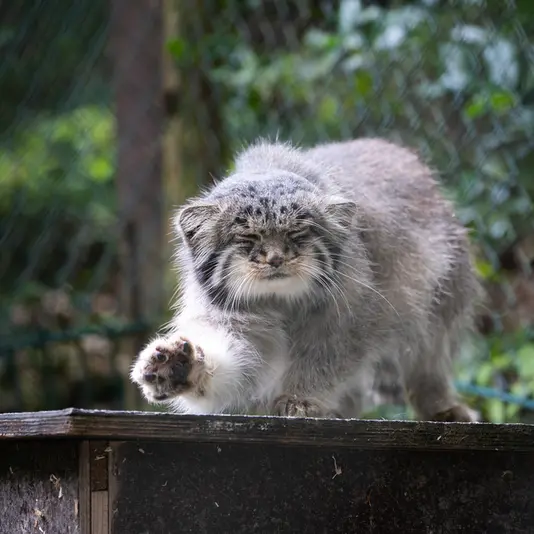 オペル動物園のバトゥの写真