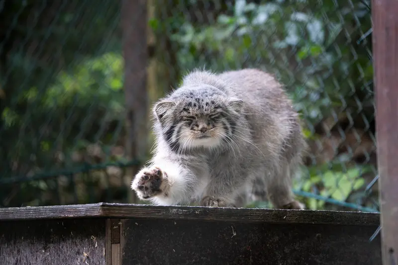 オペル動物園のバトゥの写真