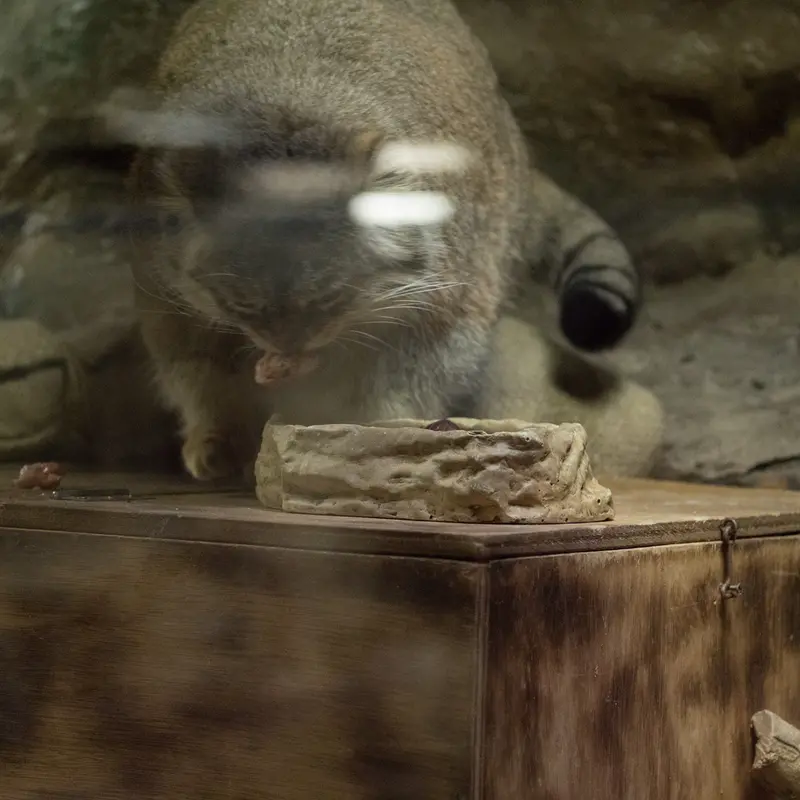 恩賜上野動物園のプリームラの写真