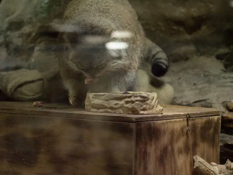 恩賜上野動物園のプリームラの写真
