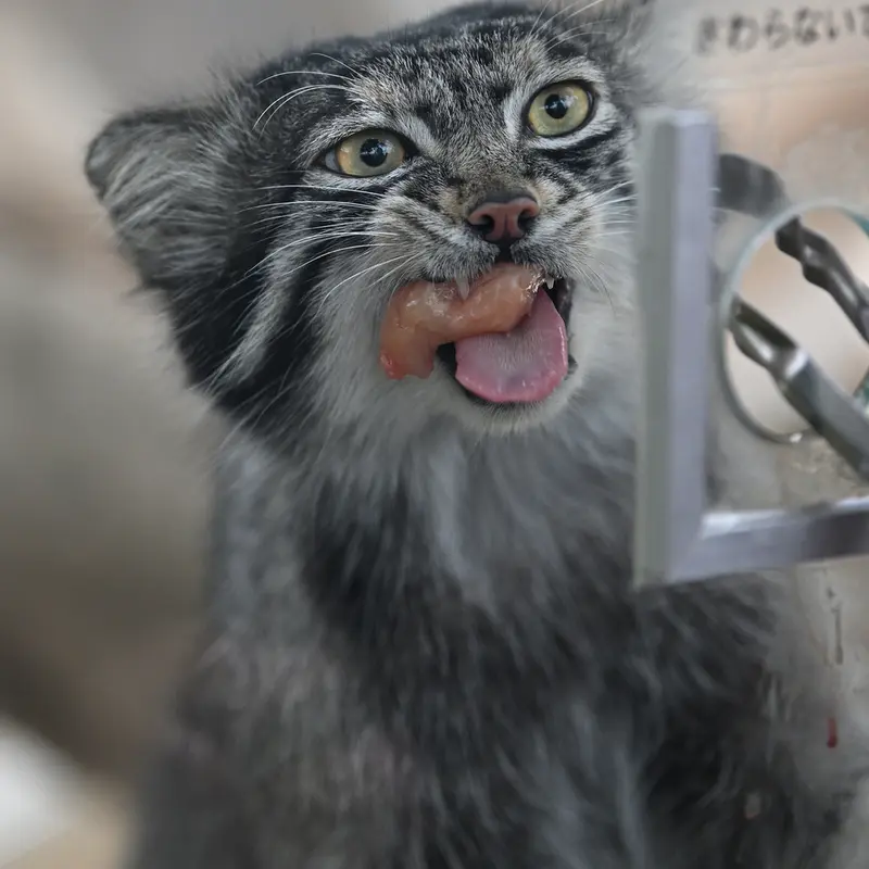 神戸どうぶつ王国のナルの写真