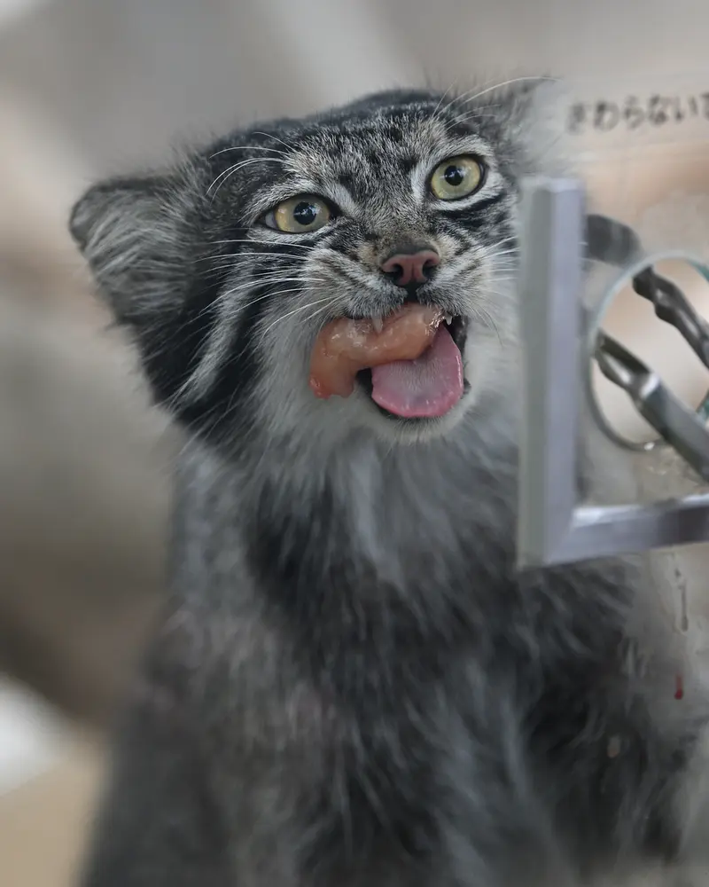 神戸どうぶつ王国のナルの写真