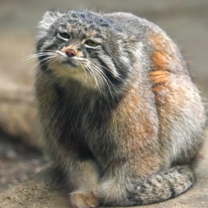 神戸どうぶつ王国のナルの写真