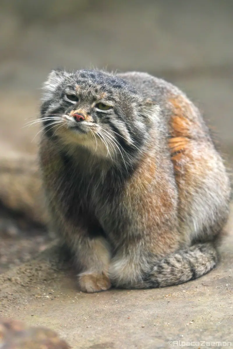 神戸どうぶつ王国のナルの写真