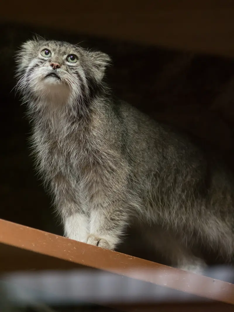 恩賜上野動物園のクリョンの写真