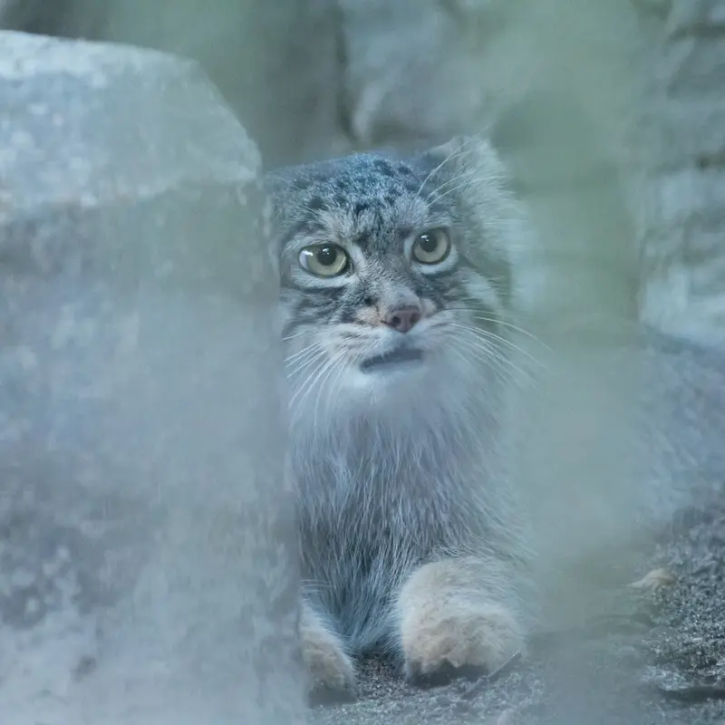 野毛山動物園のフィーガの写真