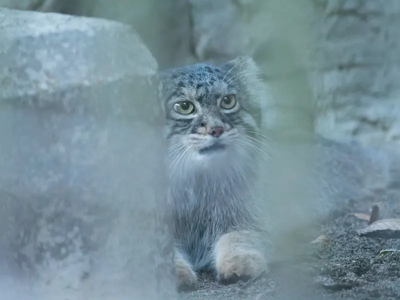 野毛山動物園のフィーガの写真