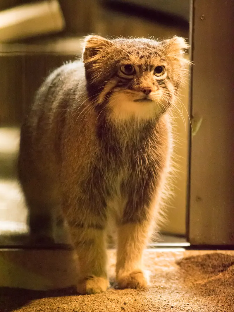 野毛山動物園のフィーガの写真