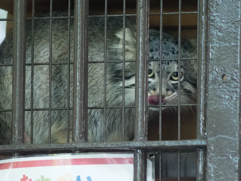 野毛山動物園のフィーガの写真