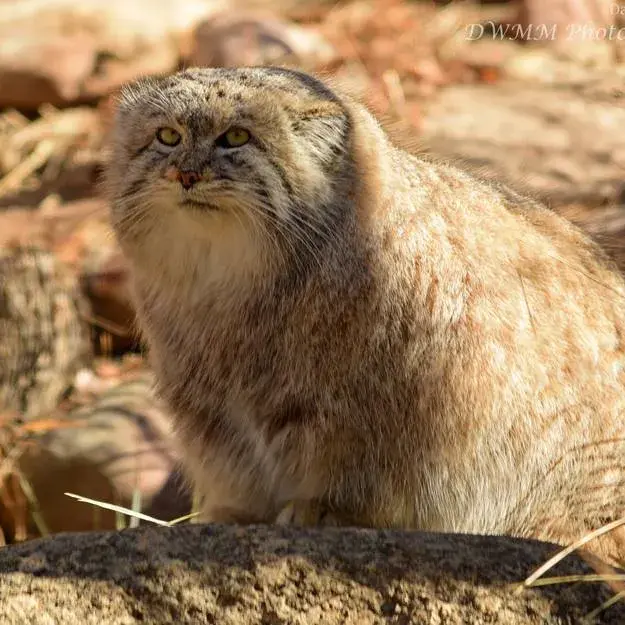 シンシナティ動物園のムシュドッグの写真