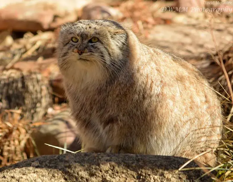 シンシナティ動物園のムシュドッグの写真