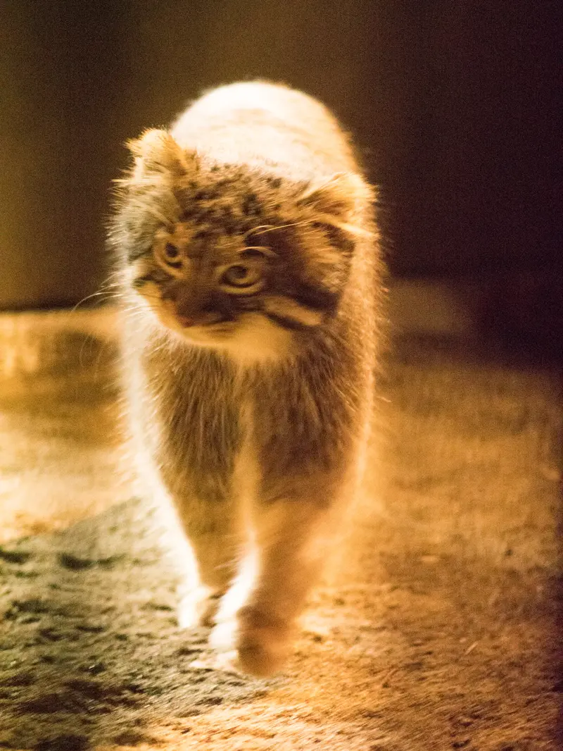 野毛山動物園のフィーガの写真