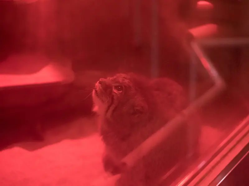恩賜上野動物園のナイマの写真