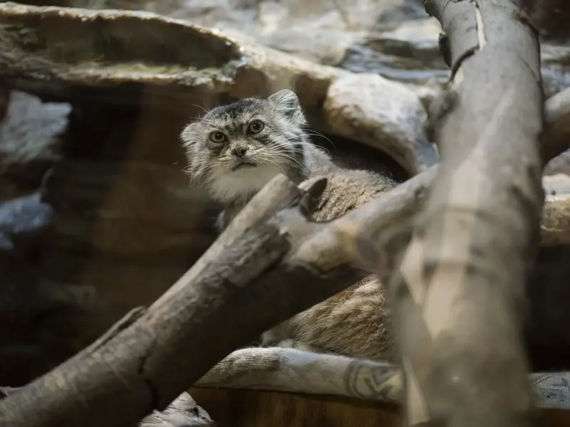 恩賜上野動物園のプリームラの写真