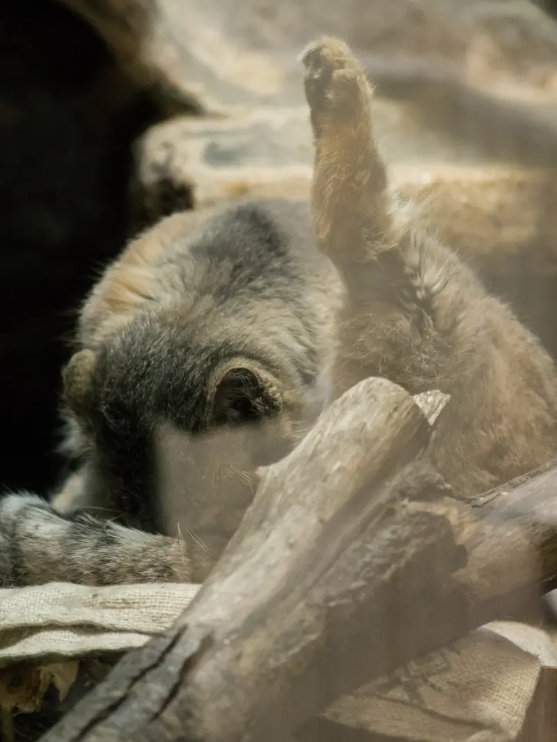 恩賜上野動物園のプリームラの写真