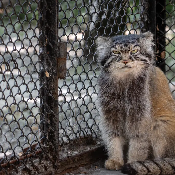 ノヴォシビルスク動物園のジョージの写真