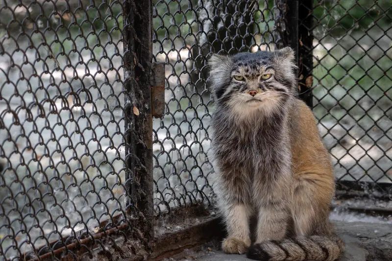 ノヴォシビルスク動物園のジョージの写真
