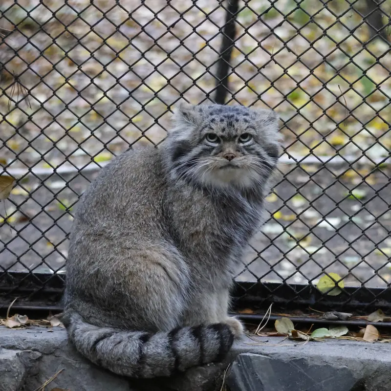 ノヴォシビルスク動物園のジョージの写真