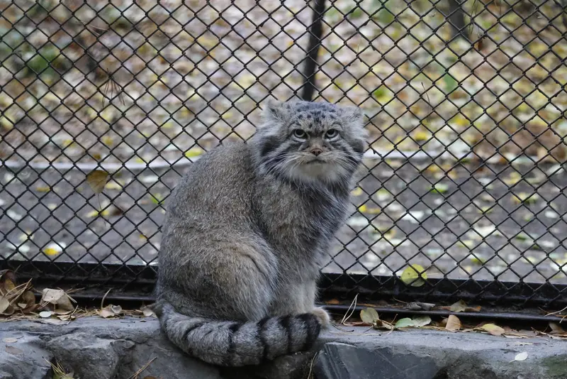 ノヴォシビルスク動物園のジョージの写真