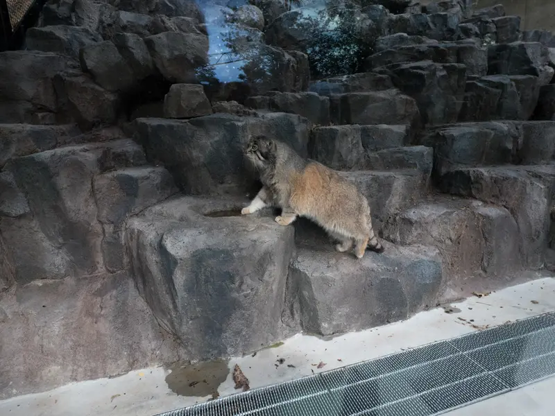 旭山動物園のグルーシャの写真