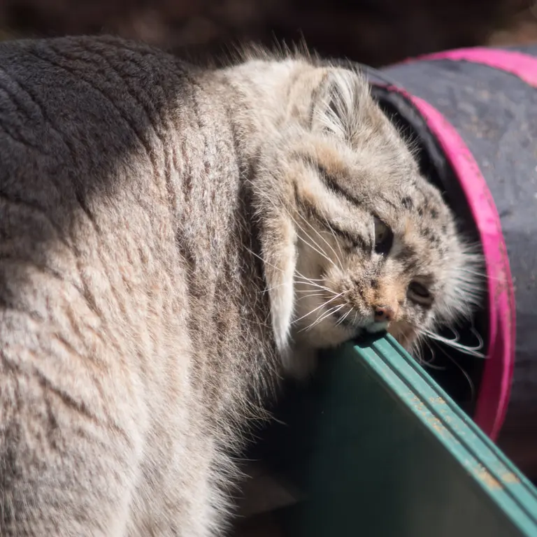 埼玉県こども動物自然公園のロータスの写真