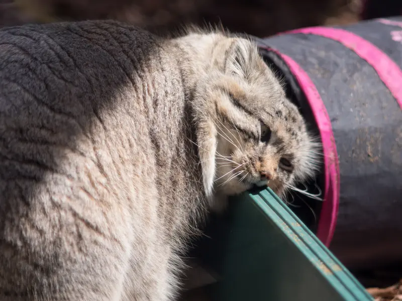 埼玉県こども動物自然公園のロータスの写真