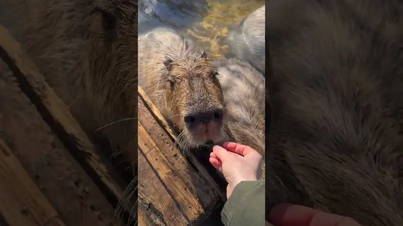 那須どうぶつ王国のマヌルネコの動画
