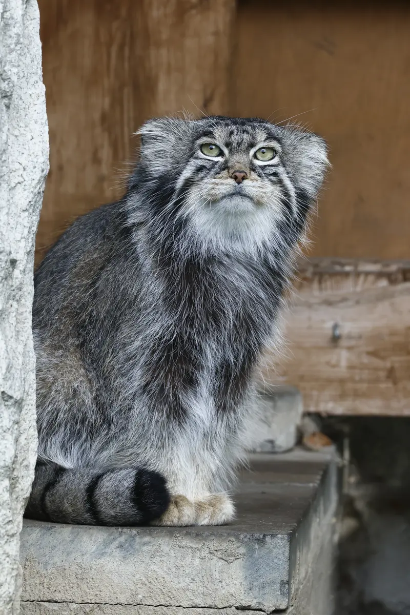 モスクワ動物園のティモフェイの写真