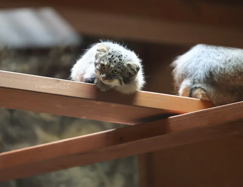 恩賜上野動物園のフィーガの写真