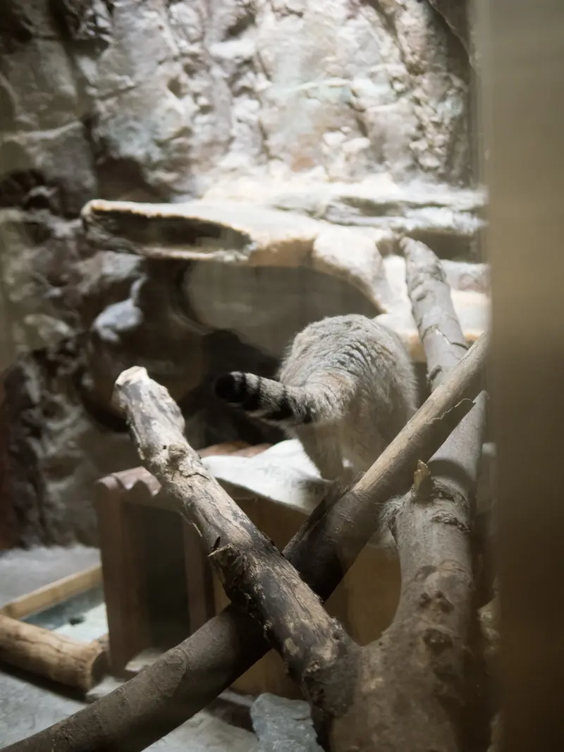 恩賜上野動物園のプリームラの写真