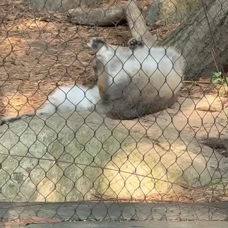 プロスペクト・パーク動物園のマヌルネコの写真