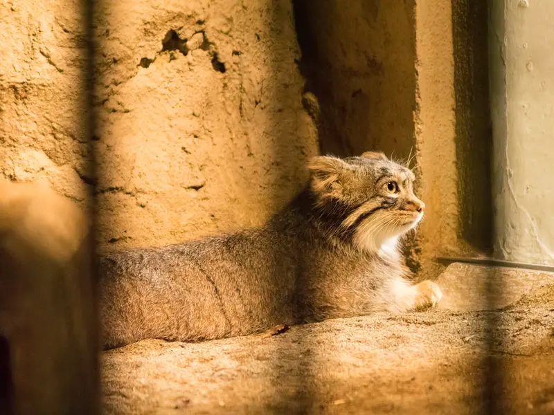 野毛山動物園のフィーガの写真