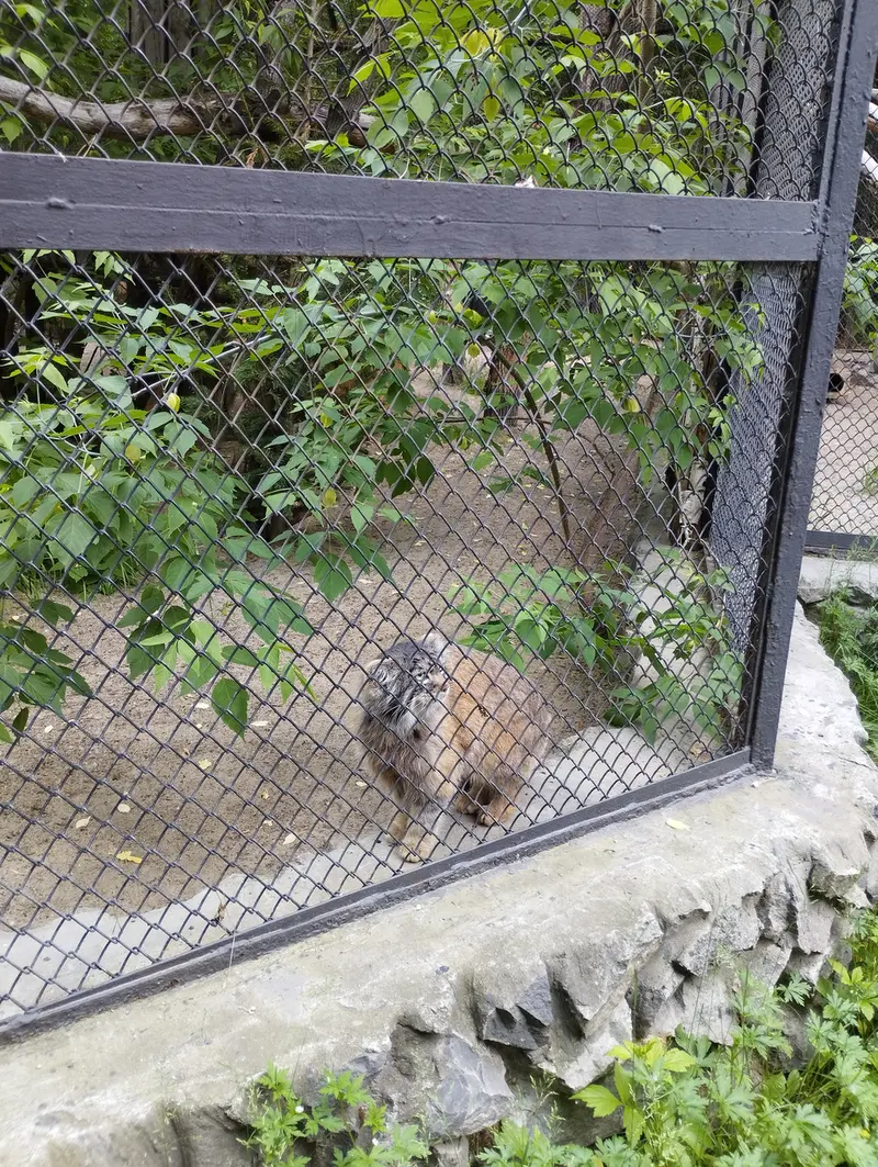 ノヴォシビルスク動物園のマヌルネコの写真