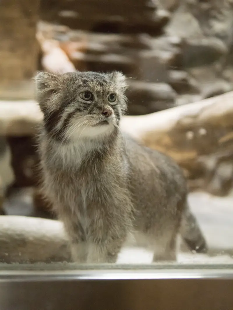 恩賜上野動物園のクリョンの写真