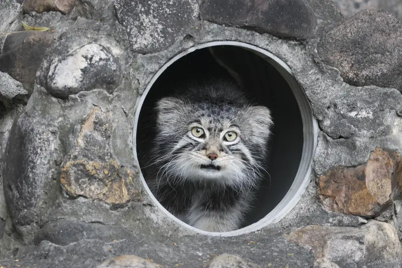 モスクワ動物園のティモフェイの写真
